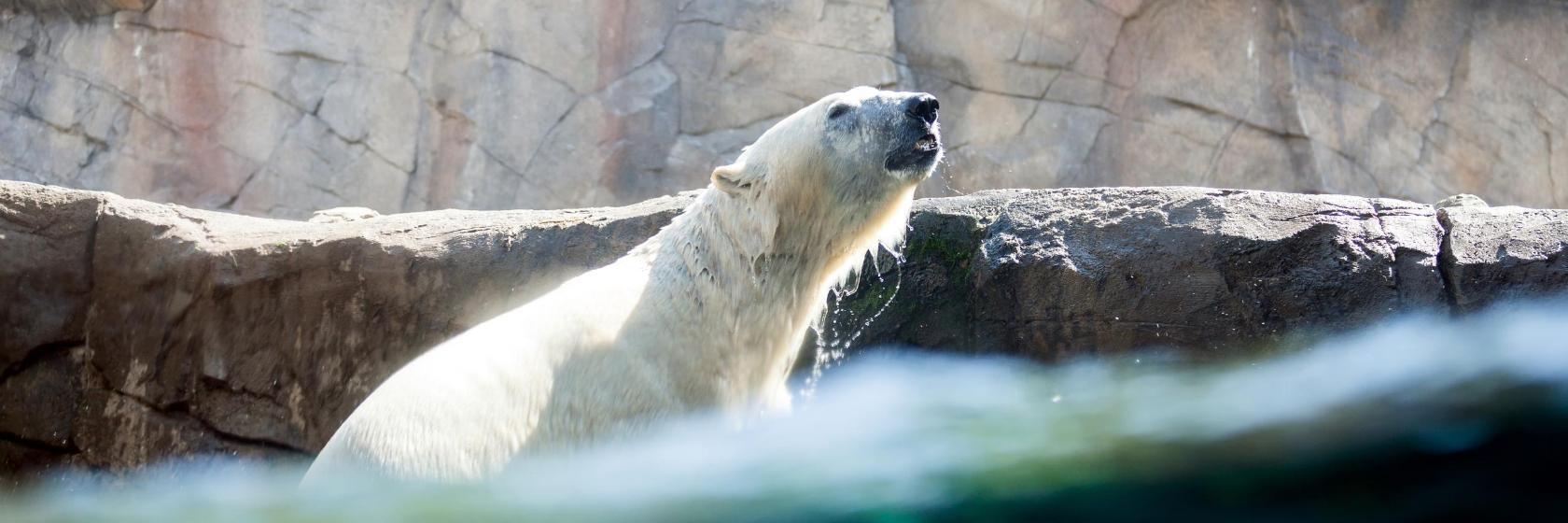 Hannovers zoologiske have